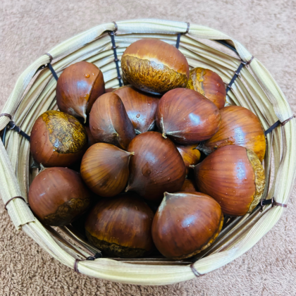 🌰栗の季節、今年もやってきました